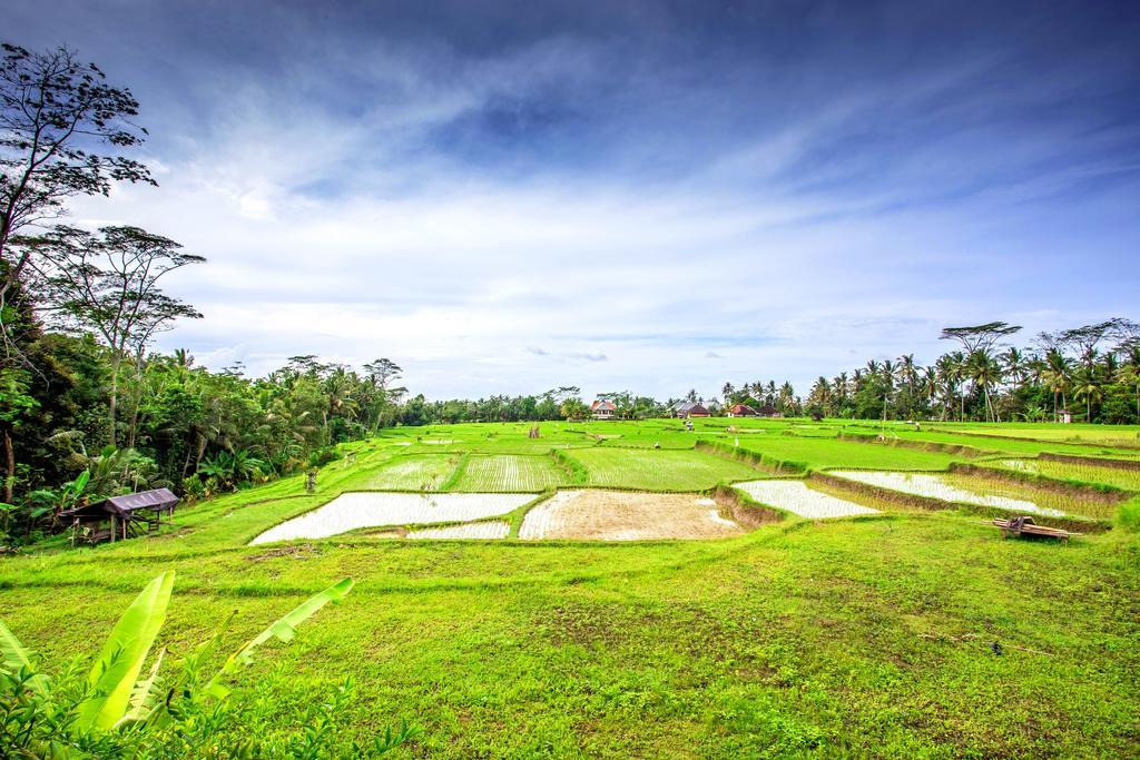 Villa Viola อูบุด ภายนอก รูปภาพ